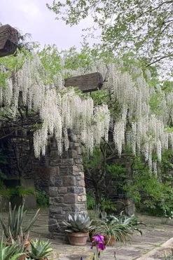 White Wisteria Vine (Wisteria Sinensis 'Alba') - 3 Gallon Pot -Shrub Plant Shop wisteria sinensis alba white wisteria 7