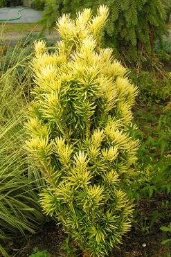 Korean Gold Plum Yew (Cephalotaxus) - 3 Gallon Pot 9 Korean Gold Plum Yew (Cephalotaxus) - 3 Gallon Pot -Shrub Plant Shop yew korean gold 2 500x750 1