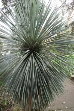Big Bend Yucca Rostrata - 3 Gallon Pot -Shrub Plant Shop yucca rostrata big bend beaked yucca 15
