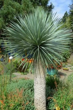 Big Bend Yucca Rostrata - 3 Gallon Pot -Shrub Plant Shop yucca rostrata big bend beaked yucca 16