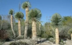 Big Bend Yucca Rostrata - 3 Gallon Pot -Shrub Plant Shop yucca rostrata big bend beaked yucca 17