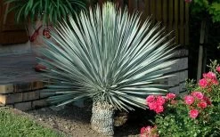 Big Bend Yucca Rostrata - 3 Gallon Pot -Shrub Plant Shop yucca rostrata big bend beaked yucca 19