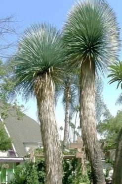 Big Bend Yucca Rostrata - 3 Gallon Pot -Shrub Plant Shop yucca rostrata big bend beaked yucca 21