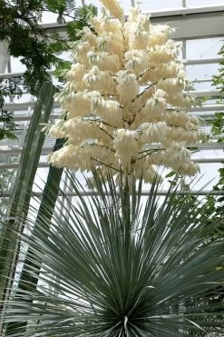 Big Bend Yucca Rostrata - 3 Gallon Pot -Shrub Plant Shop yucca rostrata big bend beaked yucca 3
