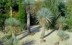 Big Bend Yucca Rostrata - 3 Gallon Pot -Shrub Plant Shop yucca rostrata big bend beaked yucca 7