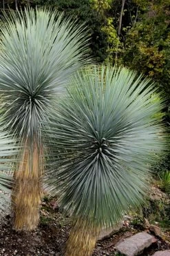 Big Bend Yucca Rostrata - 3 Gallon Pot -Shrub Plant Shop yucca rostrata big bend beaked yucca 9