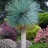Sapphire Skies Big Bend Yucca Rostrata - 1 Gallon Pot