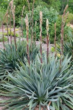 Silver Anniversary Yucca - 1 Gallon Pot -Shrub Plant Shop yucca silver anniversary 1