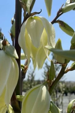 Silver Anniversary Yucca - 1 Gallon Pot -Shrub Plant Shop yucca silver anniversary 2