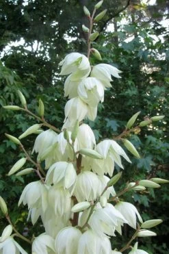 Silver Anniversary Yucca - 1 Gallon Pot -Shrub Plant Shop yucca silver anniversary 3