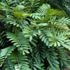 Coontie Palm (Zamia Pumila) - 7 Gallon Pot