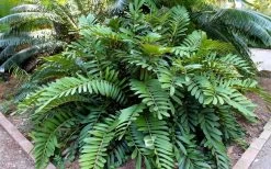 Coontie Palm (Zamia Pumila) - 7 Gallon Pot -Shrub Plant Shop zamia pumila florida coontie 5