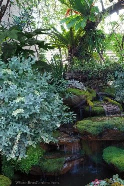 Woodlanders Blue Dusty Zenobia (Honeycup) - 3 Gallon Pot -Shrub Plant Shop zenobia woodlanders blue 25